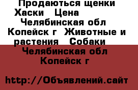 Продаються щенки Хаски › Цена ­ 10 000 - Челябинская обл., Копейск г. Животные и растения » Собаки   . Челябинская обл.,Копейск г.